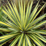 Yucca Bright Edge, 40-50 cm la livrare, in ghiveci de 7 L