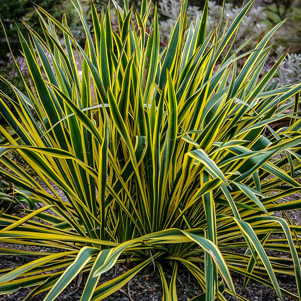 Yucca Bright Edge, 40-50 cm la livrare, in ghiveci de 7 L