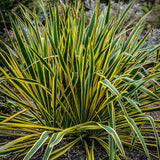 Yucca Bright Edge, 40-50 cm la livrare, in ghiveci de 7 L