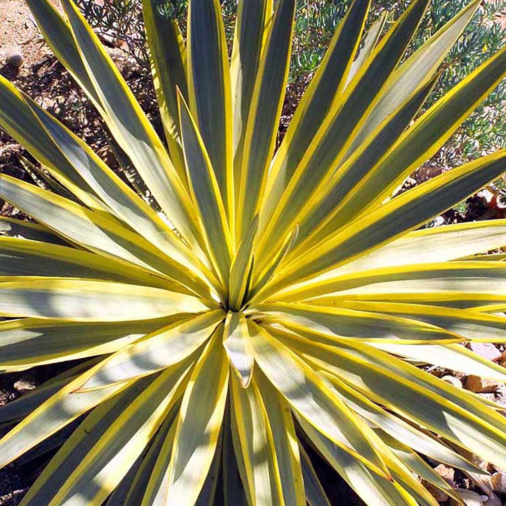 Yucca Citrus Twist, 50/+ cm inaltime, in ghiveci de 6L