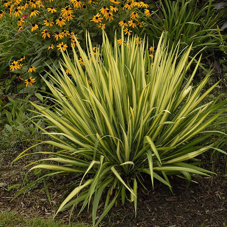 Yucca Colour Guard - VERDENA-25-30 cm inaltime livrat in ghiveci de 3 L