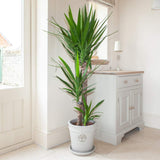 Yucca elephantipes - 120 cm - VERDENA-120 cm inaltime livrat in ghiveci cu Ø de 30 cm