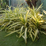 Yucca Golden Sword - VERDENA-30-40 cm inaltime livrat in ghiveci de 7.5 L