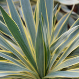 Yucca Variegata - VERDENA-40-50 cm inaltime, livrat in ghiveci de 5 l