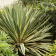 Yucca Variegata - VERDENA-40-50 cm inaltime, livrat in ghiveci de 5 l