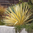 Yucca Walbristar - VERDENA-15 cm inaltime livrat in ghiveci de 1.3 L