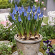 Zambila Struguras albastra (Muscari Armeniacum) Big Smile - ghiveci cu 7 bulbi