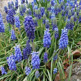 Zambila Struguras albastru (Muscari Armeniacum) - ghiveci cu 12 bulbi - VERDENA-flori lila, ghiveci de 1.3 l