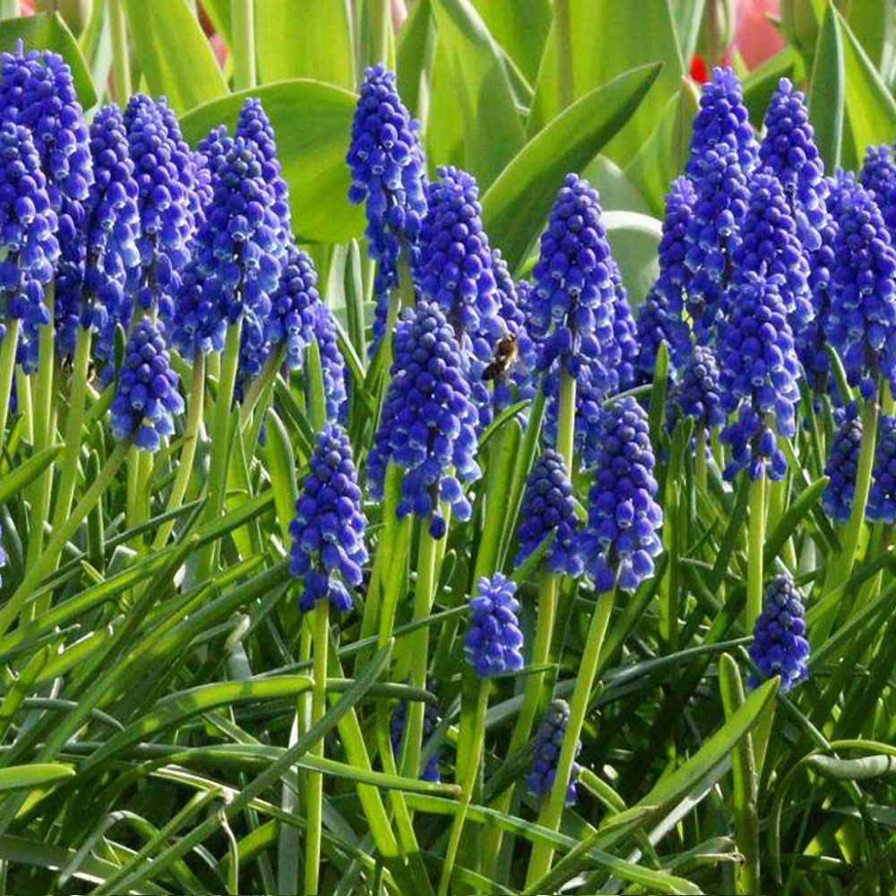 Zambila Struguras albastru (Muscari Armeniacum) - ghiveci cu 12 bulbi - VERDENA-flori lila, ghiveci de 1.3 l