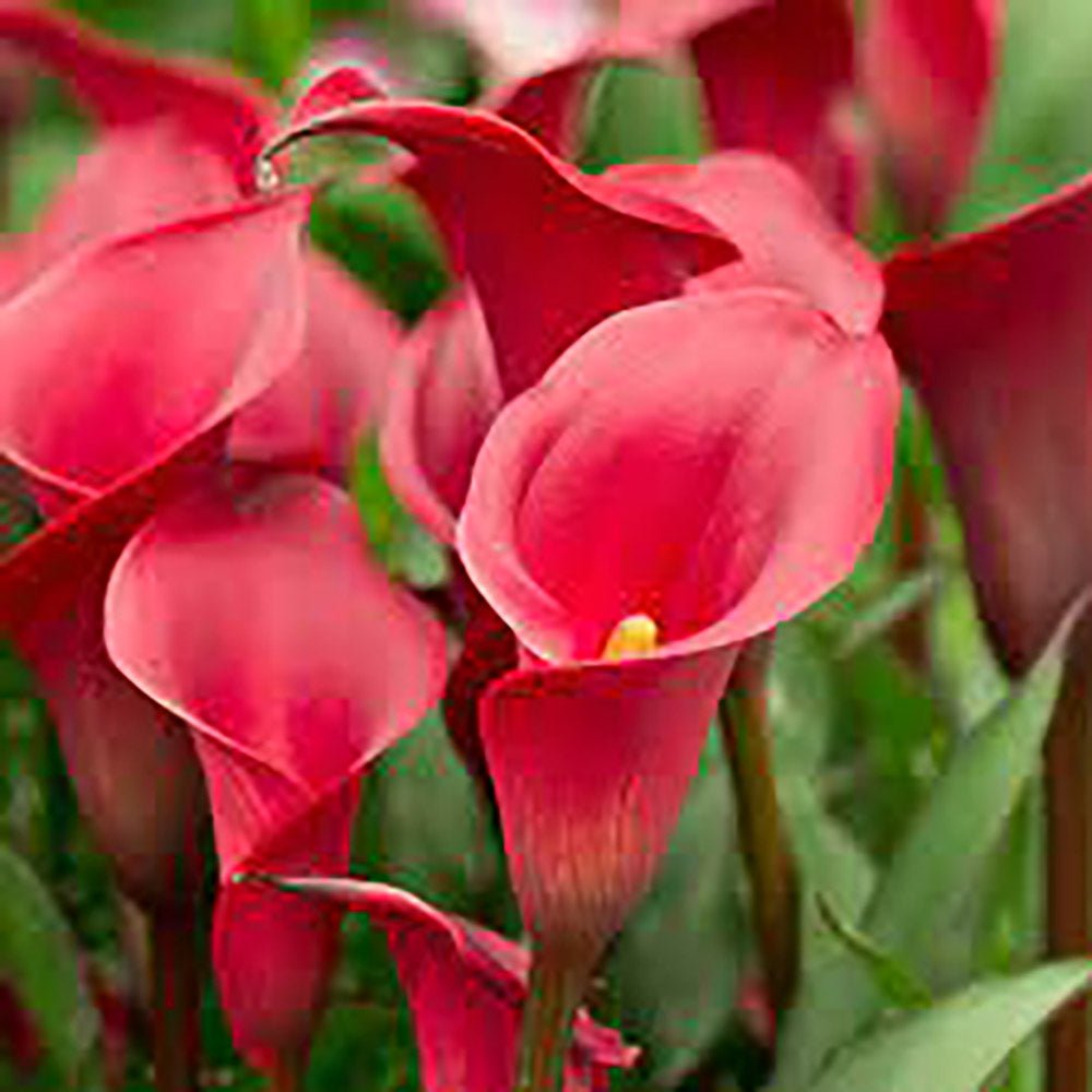 Zantedeschia Sweet Chili - VERDENA-40 cm inaltime livrat in ghiveci cu Ø de 14 cm