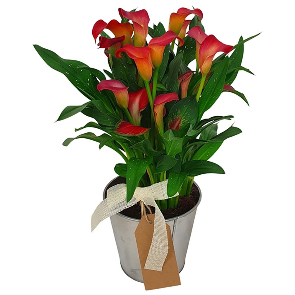 Zantedeschia Sweet Chili - VERDENA-40 cm inaltime livrat in ghiveci cu Ø de 14 cm