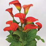 Zantedeschia Sweet Chili - VERDENA-40 cm inaltime livrat in ghiveci cu Ø de 14 cm