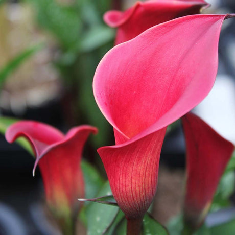 Zantedeschia Sweet Chili - VERDENA-40 cm inaltime livrat in ghiveci cu Ø de 14 cm