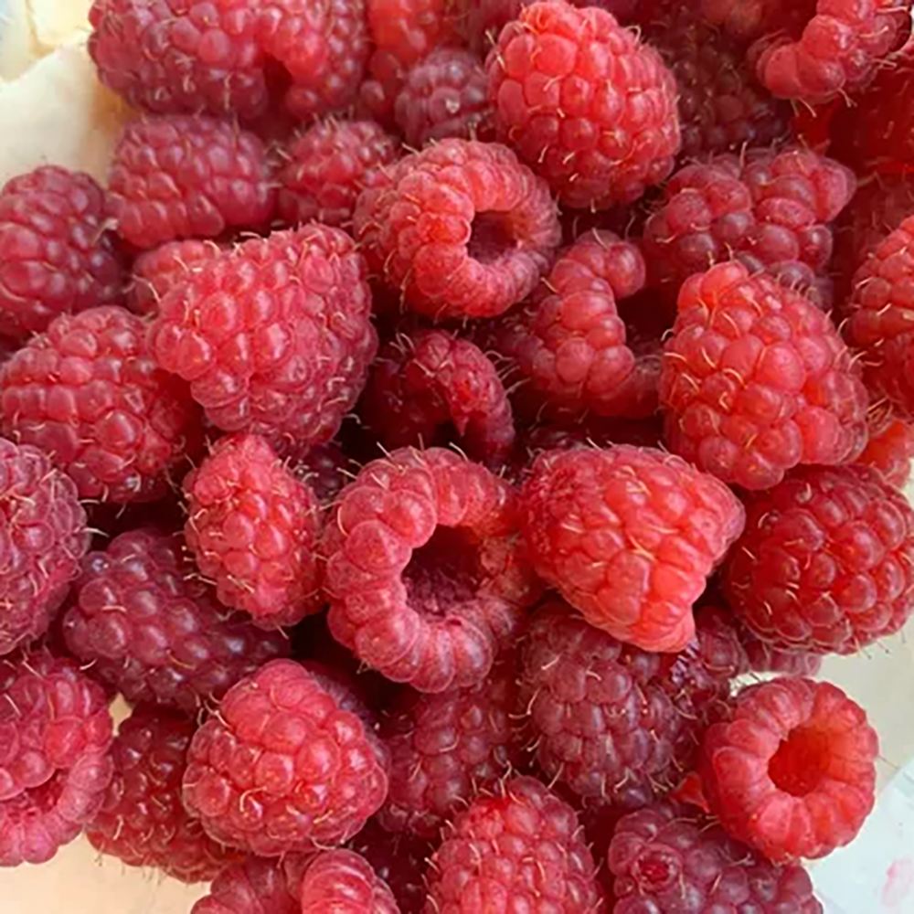 Zmeur Heritage (Rubus Idaeus), cu fructe dulci-acrisor - VERDENA-50 cm inaltime, livrat in ghiveci de 2 l