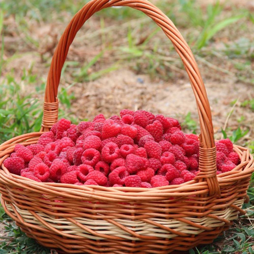 Zmeur Two Timer Sugana (Rubus idaeus), cu fructe dulci - VERDENA-65 cm inaltime, livrat in ghiveci de 4.5 l