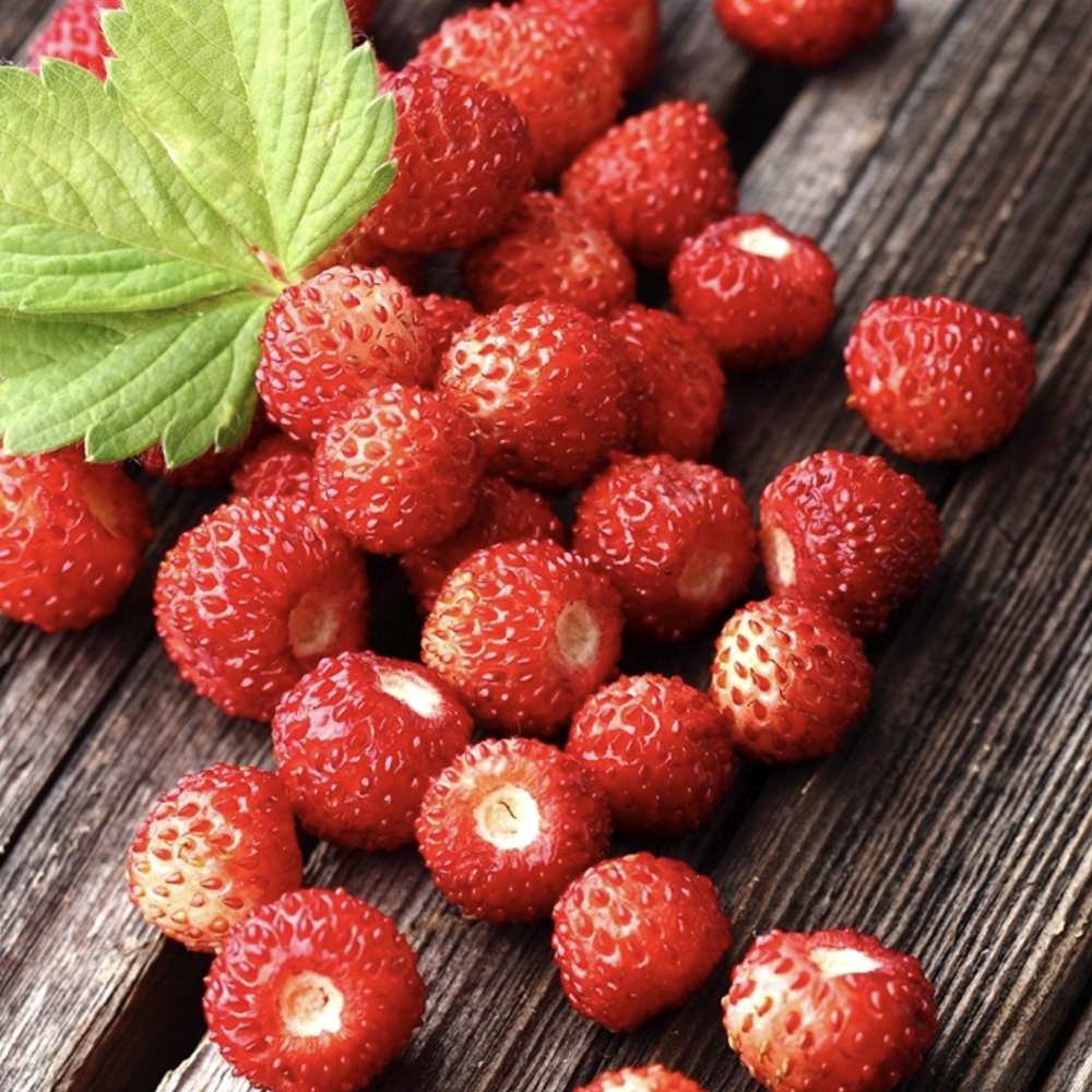 Zmeur Two Timer Sugana (Rubus idaeus), cu fructe dulci - VERDENA-65 cm inaltime, livrat in ghiveci de 4.5 l